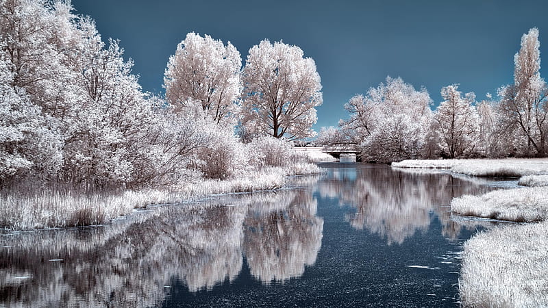 Frozen Trees In Ice Lake With Reflection During Daytime Nature, HD wallpaper