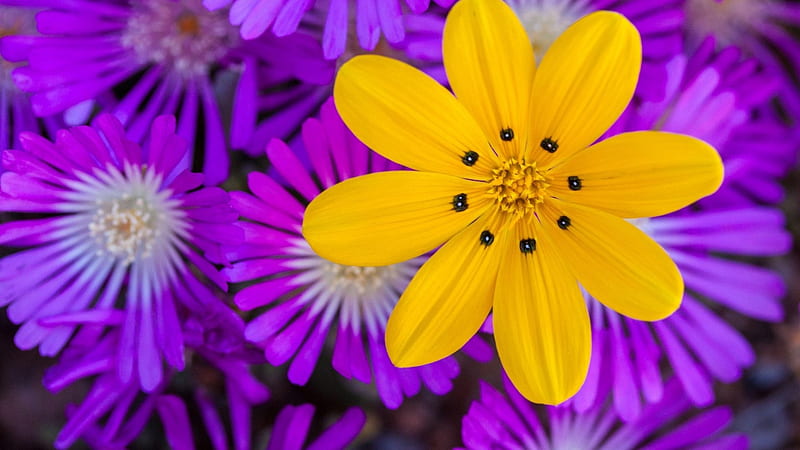 Flores amarillas y moradas, moradas, amarillas, bonitas, flores, flores,  flores, Fondo de pantalla HD | Peakpx