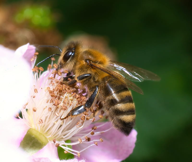 bee, flower, pollen, macro, HD wallpaper