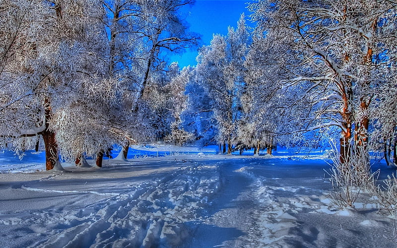 Winter, peisaj, iarna, tree, snow, path, white, landscape, blue, HD wallpaper