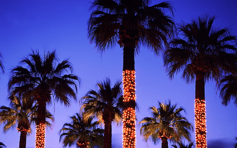 put up Christmas lights palm tree, HD wallpaper