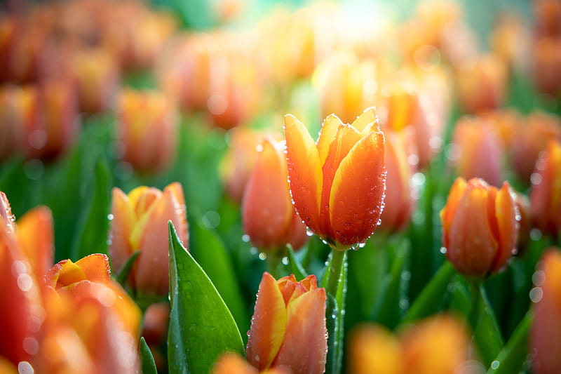 Tulips, Yellow, Macro, Orange, Nature, HD wallpaper
