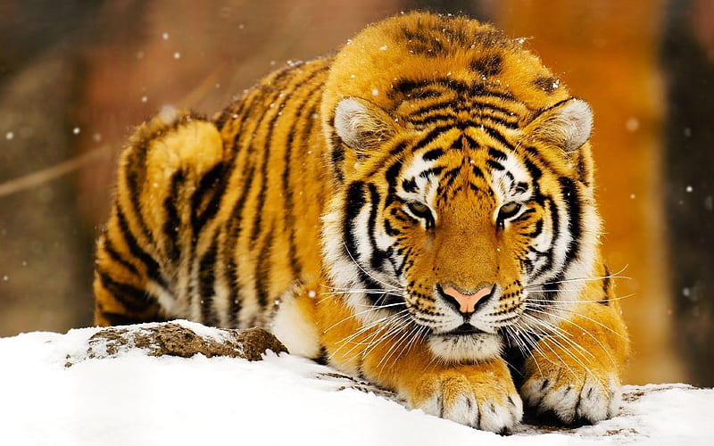 Siberian Tiger, winter, wildlife, predators, Amur tiger, Panthera tigris altaica, HD wallpaper