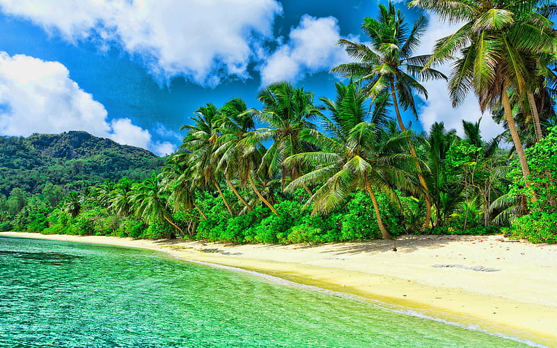Caribbean islands, sea, palm trees, paradise, beach, R, beautiful nature, South America, HD wallpaper