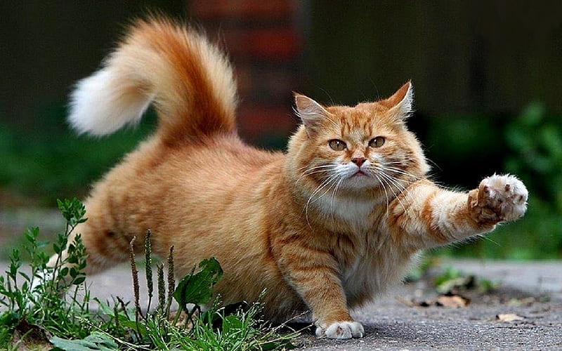 funny kitty, walking, orange, fluffy, kitty, HD wallpaper