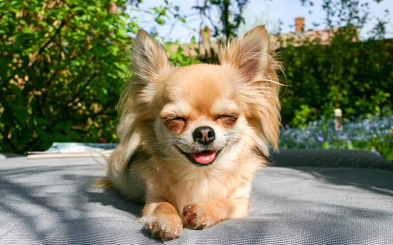 Chihuahua, muzzle, puppies, dogs, cute animals, pets, Chihuahua Dog, HD wallpaper