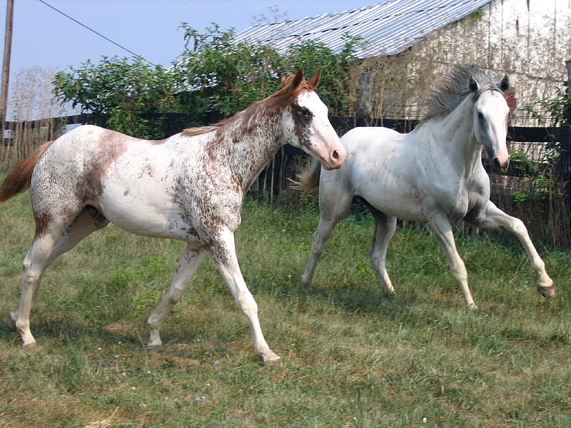 a paint running with a grey horse, stallions, galloping, two, geldings, mares, fencing, horses, HD wallpaper