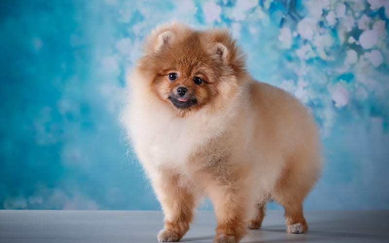 Pomeranian, brown fluffy dog, pets, cute dogs, puppies, spitz, HD wallpaper