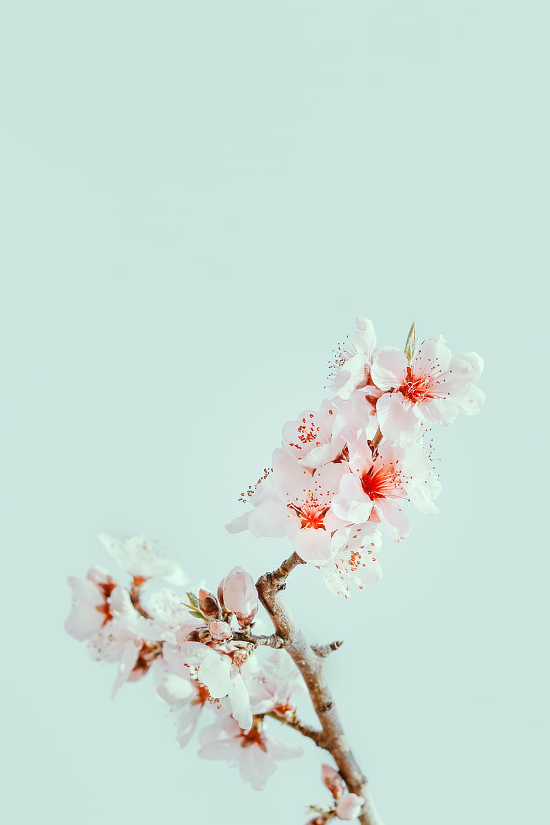 cherry blossom, flowers, branch, macro, HD phone wallpaper