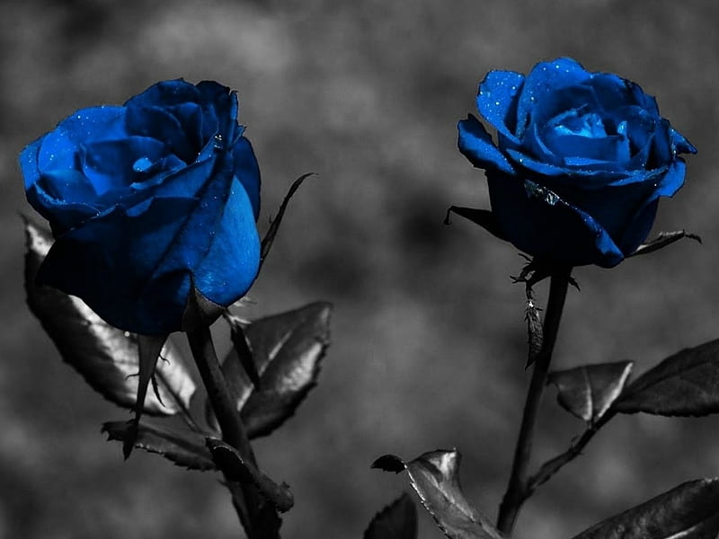 Rosas azules, azules, bonitas, rosas, Fondo de pantalla HD | Peakpx