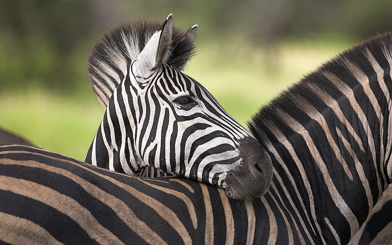 Zebra Zebra portrait, HD wallpaper