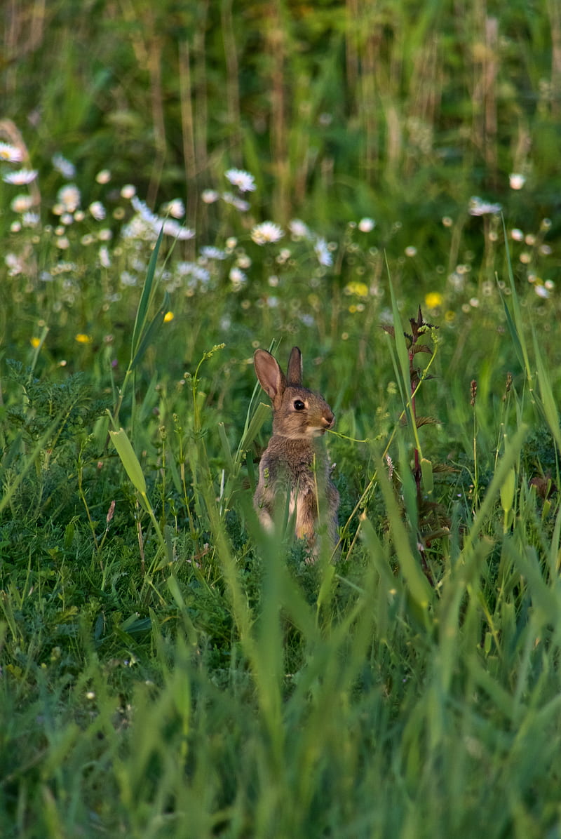 Rabbit in grass, animal, grass, green, rabbit, HD phone wallpaper | Peakpx