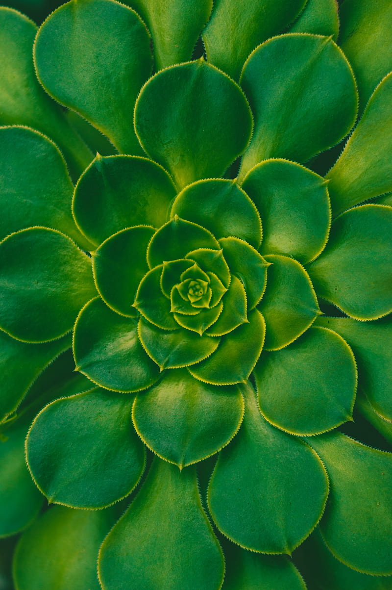 plant, succulent, green, leaves, symmetry, HD phone wallpaper