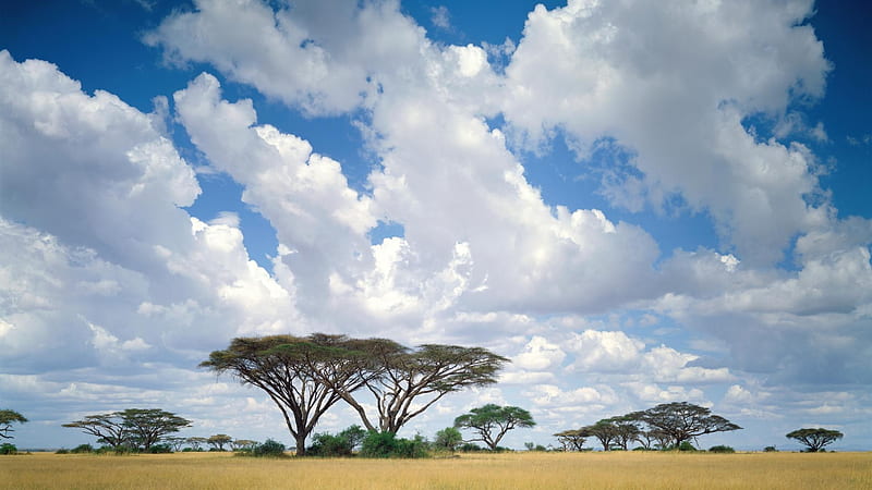 masai mara, kenya, masai, mara, africa, HD wallpaper
