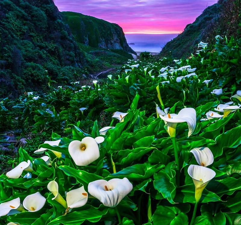 Sunset Lillys, springtime, bonito, sunset, sky, clouds, beach, green, flowers, trail, white, HD wallpaper