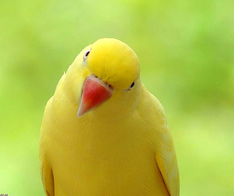 Sunny little parrot, cute, bird, green, yellow, parrot, HD wallpaper |  Peakpx