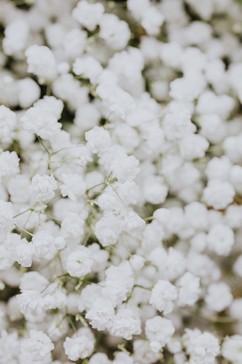 De flores blancas, Fondo de pantalla de teléfono HD | Peakpx