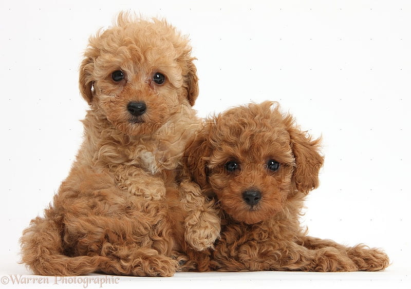 toy poodles, toy, puppies, brown, poodles, HD wallpaper