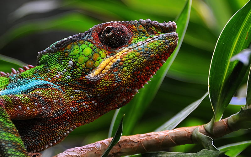 lizard, chameleon, jungle, reptile, green chameleon, HD wallpaper