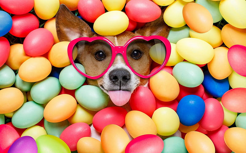 Funny, colorful, dog, easter, faces, happy, smiles, HD wallpaper