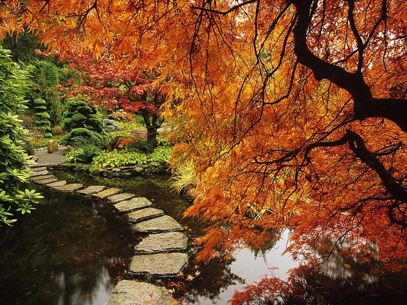 Stepping Through Beauty, pond, stones, nature, trees, landscape, HD wallpaper