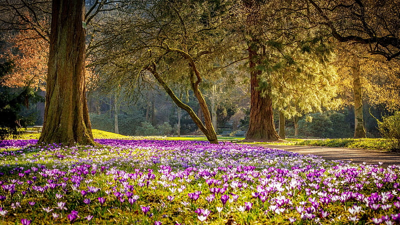Spring in the park, crocuses, flowers, spring, park, bonito, trees, freshness, meadow, sunny, HD wallpaper