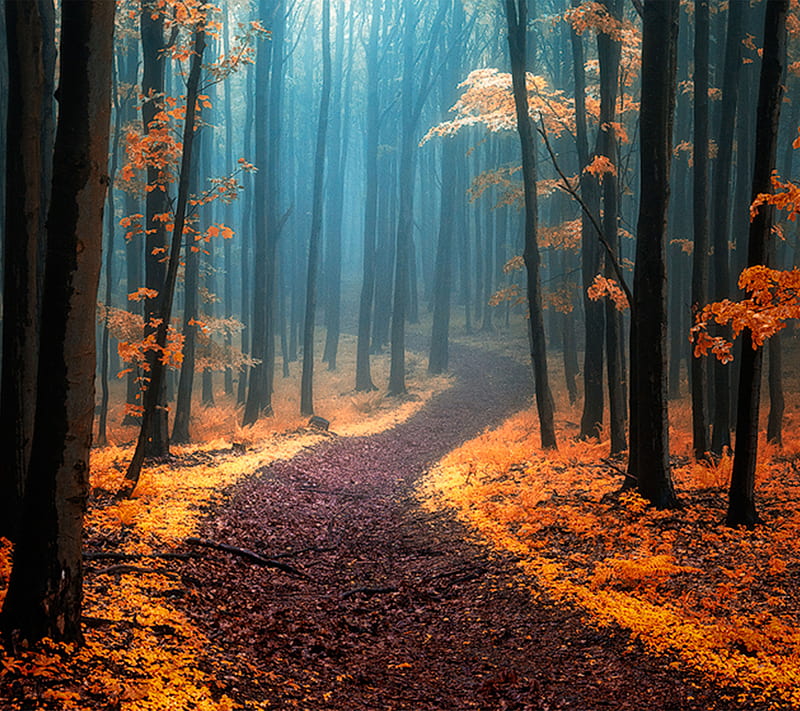 Path, autumn, forest, HD wallpaper