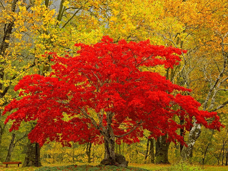 Landscape, Tree, Fall, Earth, Washington, Scenic, Newhalem, HD ...