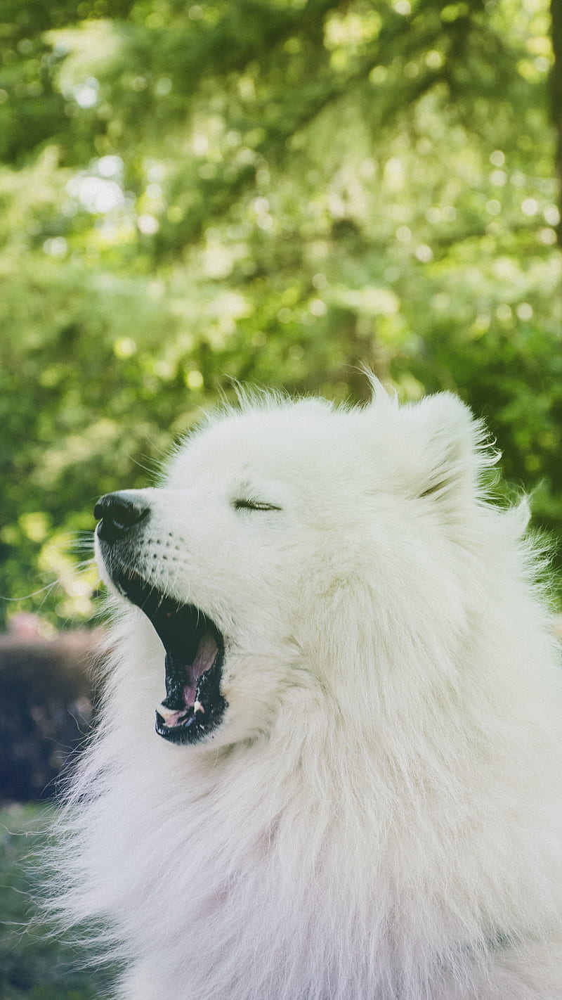 Yawning Dog, animals, pets, dogs18, pets18, HD phone wallpaper