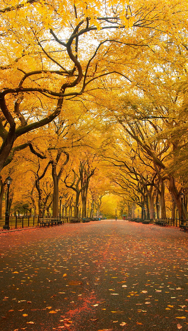 Central Park Fall, new, ny, season, york, HD phone wallpaper
