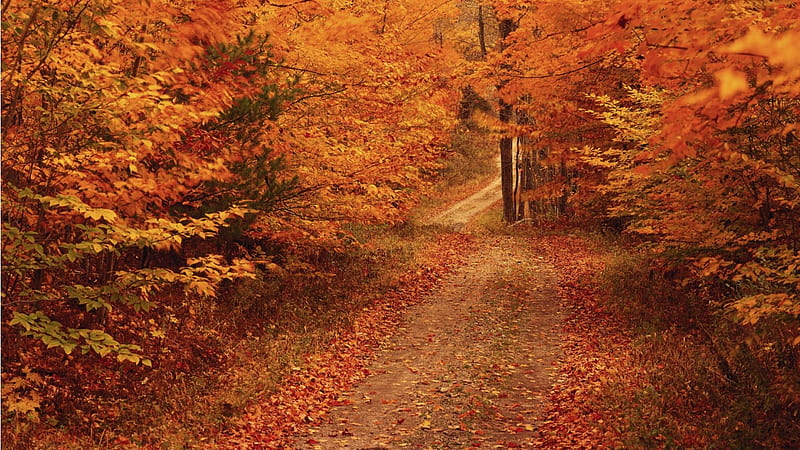 Sunday Drive, drive, autumn, pathway, trees, HD wallpaper | Peakpx