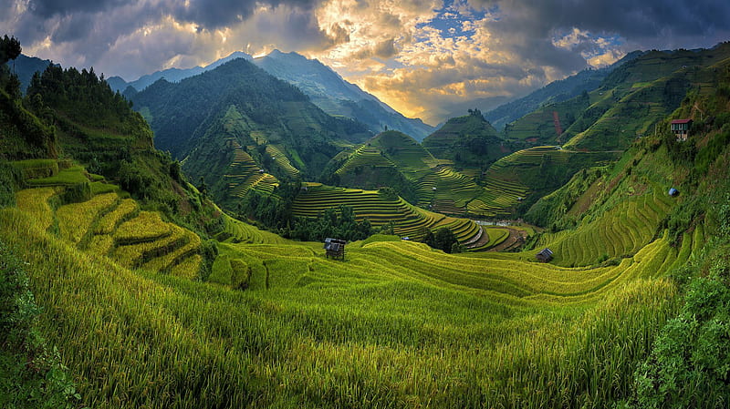 Man Made, Rice Terrace, Field, Mountain, Valley, Vietnam, HD wallpaper