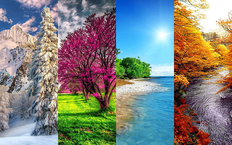 4 seasons winter, spring, summer, autumn, seasons concepts, HD wallpaper