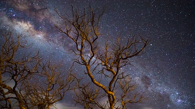 Milky Way Galaxy Tree Dark , milky-way, universe, graphy, digital-universe, scifi, HD wallpaper