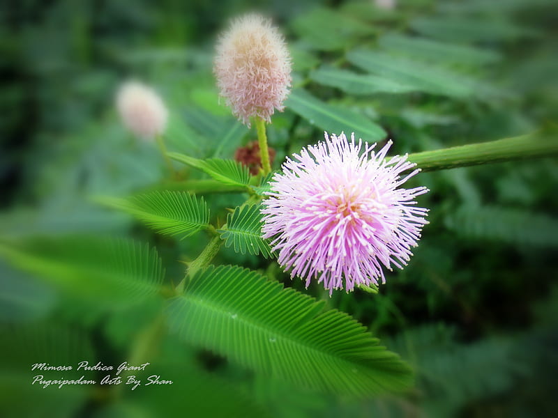 Mimosa Pudica, nature, weed plant, mimosa, wild weed, HD wallpaper