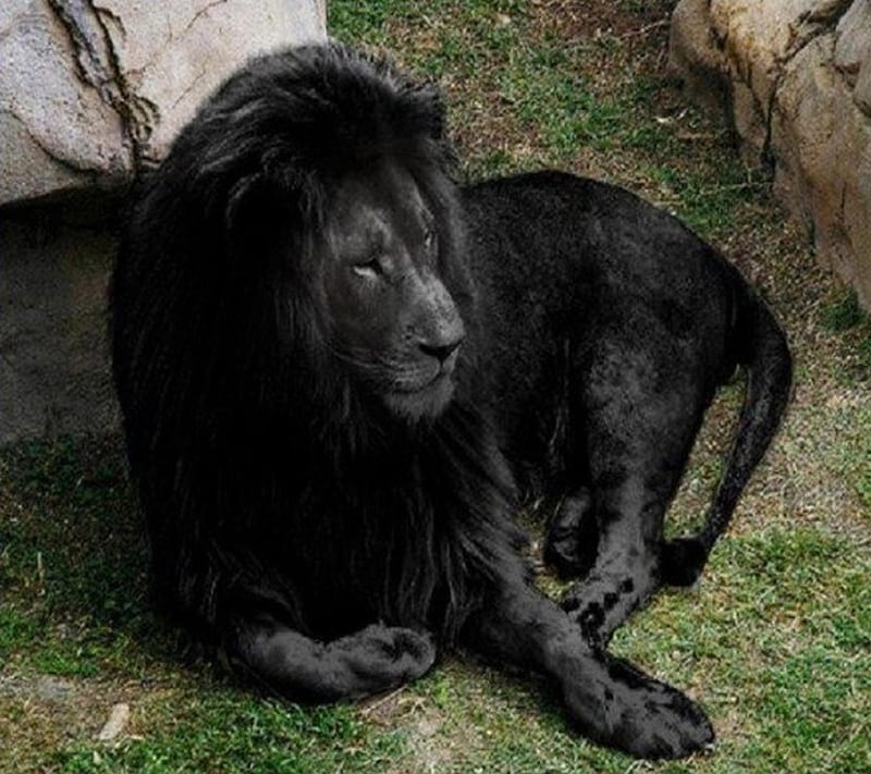 Black Lion, king, HD wallpaper