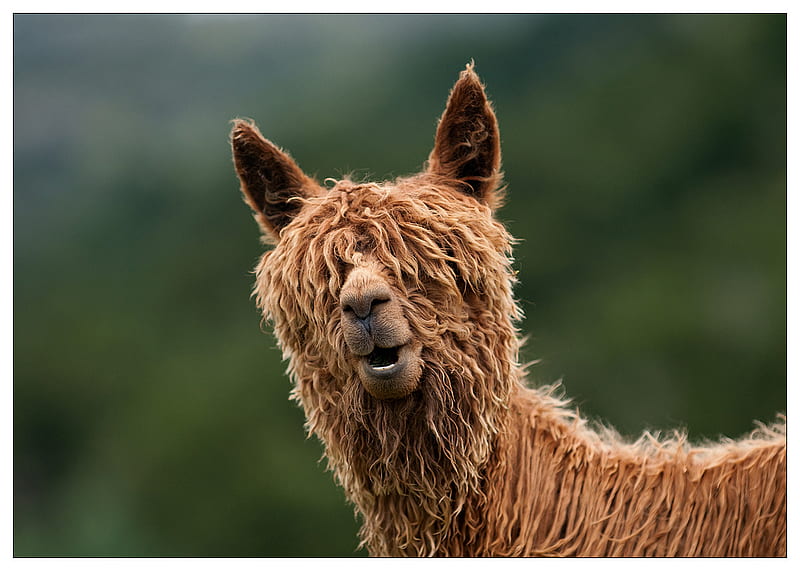 Bad Hair Day, cute, alpaca, woolly, brown, llama, funny, HD wallpaper