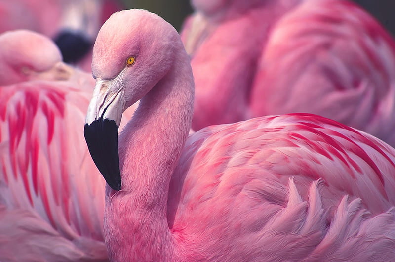 Flamingo bird, vara, bird, pasare, feather, summer, flamingo, skin, pink, HD wallpaper