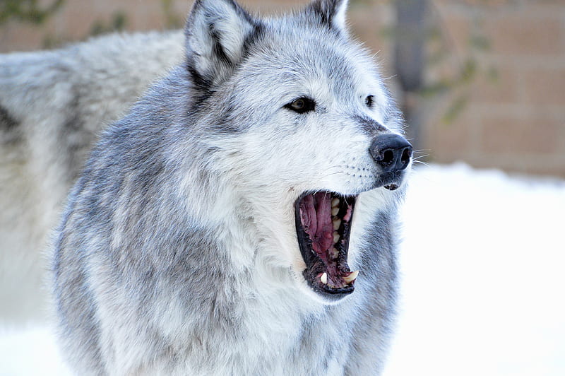 wolf, predator, jaws, fangs, animal, HD wallpaper