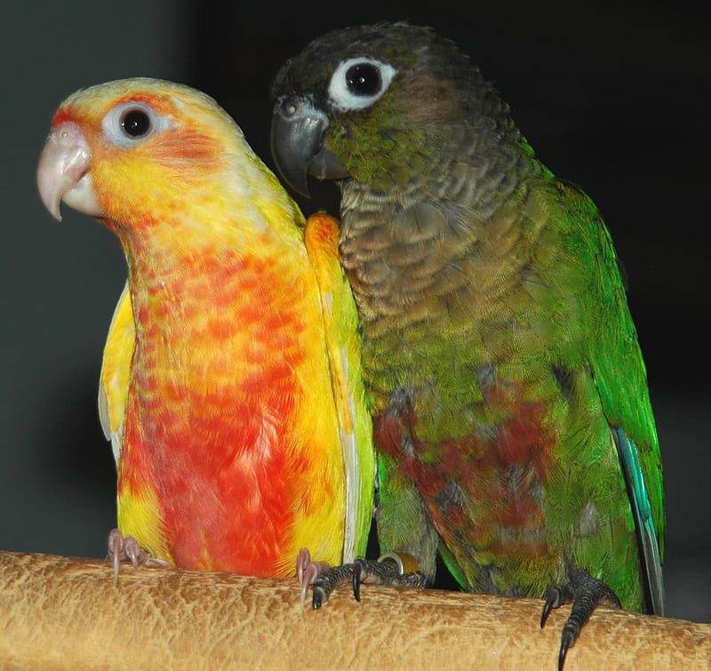 Suncheek Mutation Color Of Green Cheeked Conure Of The Feather Tree, HD wallpaper