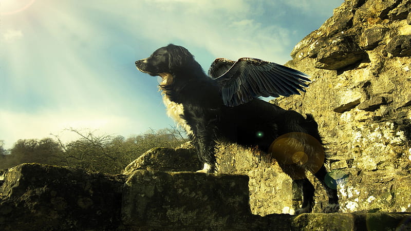 Flying Dog, cute, wings, nature, bonito, clouds, sky, animals, dogs, HD wallpaper