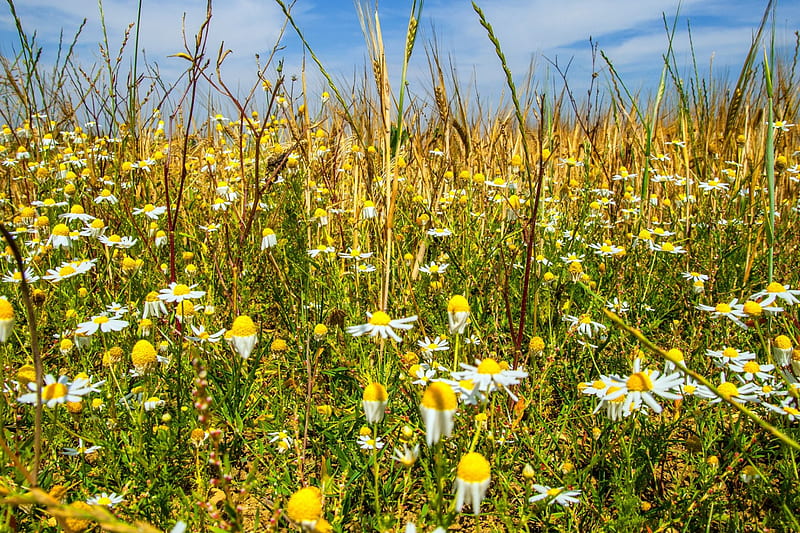 Manzanilla, espigas, flores, cereales, Fondo de pantalla HD | Peakpx