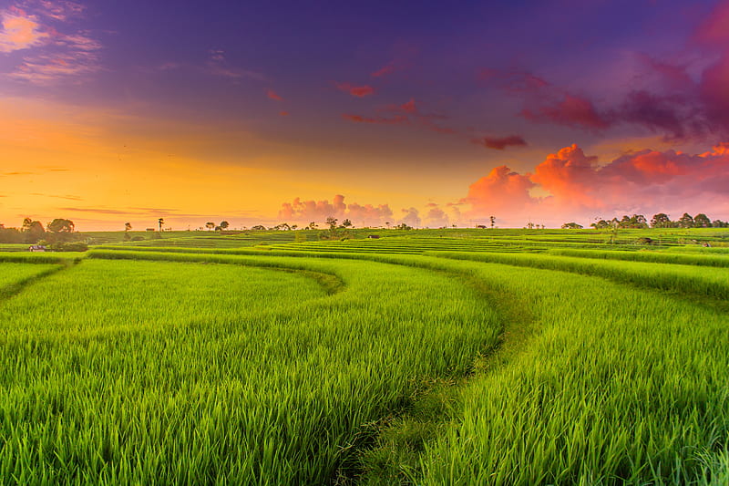 green landscape, field, paddy field, clouds, Landscape, HD wallpaper