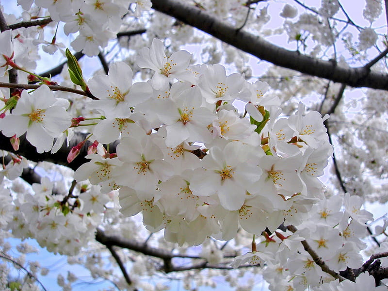 Yoshino Cherry Blossoms, White, Delicate, Gorgeous, Bloosoms, HD wallpaper