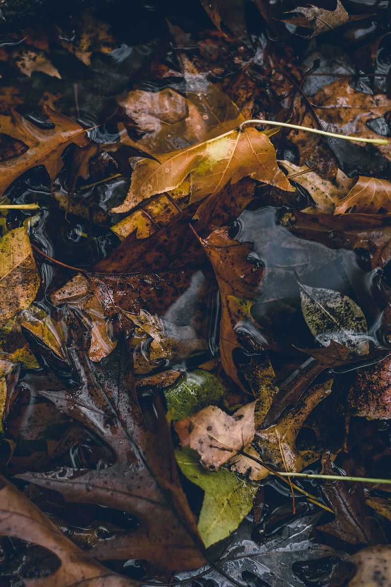 Brown leaves, HD phone wallpaper | Peakpx