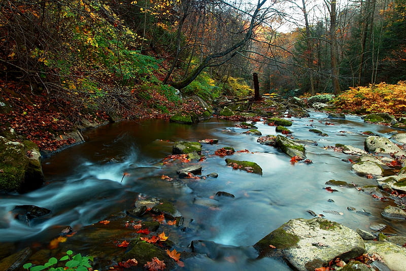 Autumn Creek, rocks, fall, autumn, leaves, water, river, creek, HD wallpaper