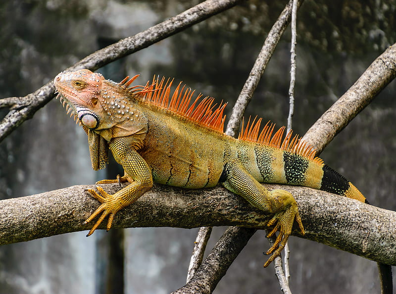 iguana, reptile, scales, branch, HD wallpaper