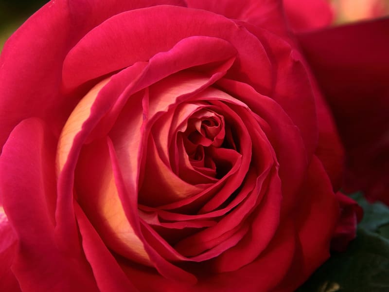 Amazing macro red rose, makro, rozsa, szirmok, skarlat, red, virag, rugy, HD wallpaper