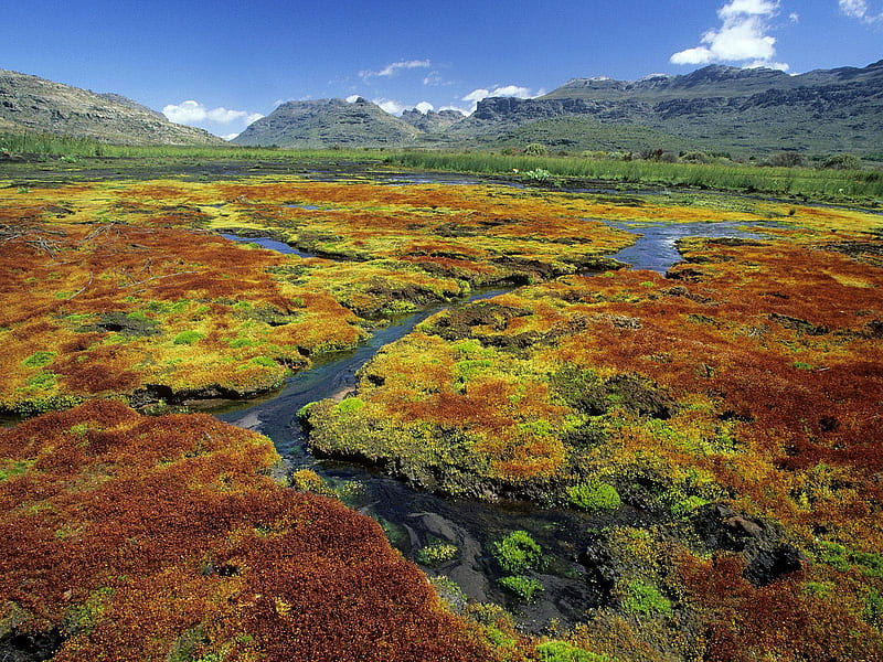 South Africa, colorful, nature, mosses, HD wallpaper
