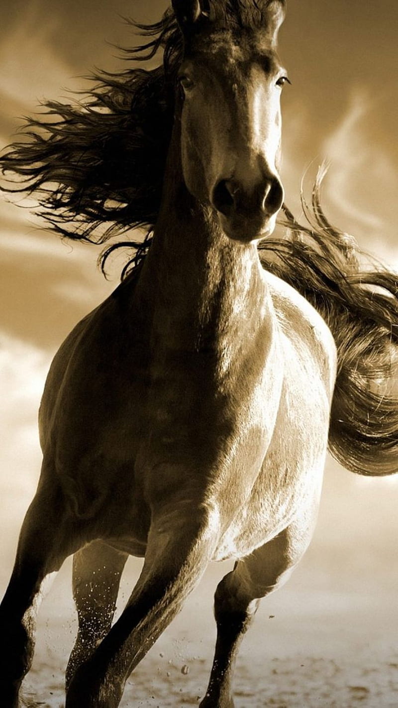 Running Horse Ultra Mobile . Horse , Running horses, Horses, HD phone wallpaper